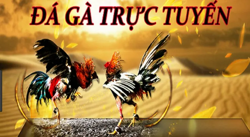 Đá gà trực tuyến hấp dẫn nhiều người chơi hiện nay