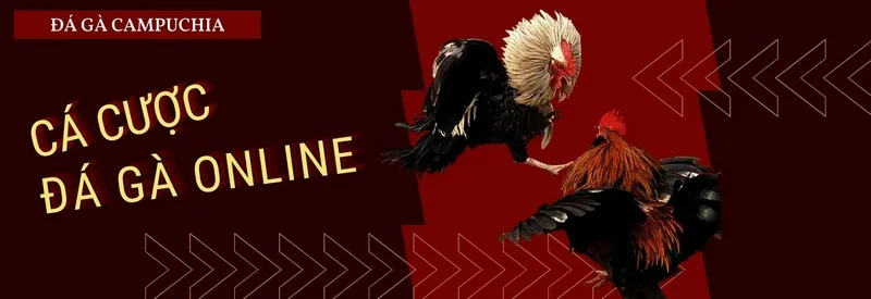SV388 là trang cá cược đá gà online uy tín lâu năm