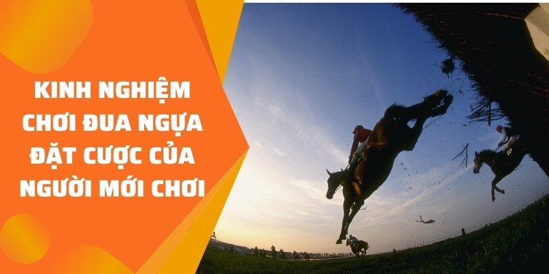 Kinh nghiệm chơi đua ngựa đặt cược của người mới chơi 