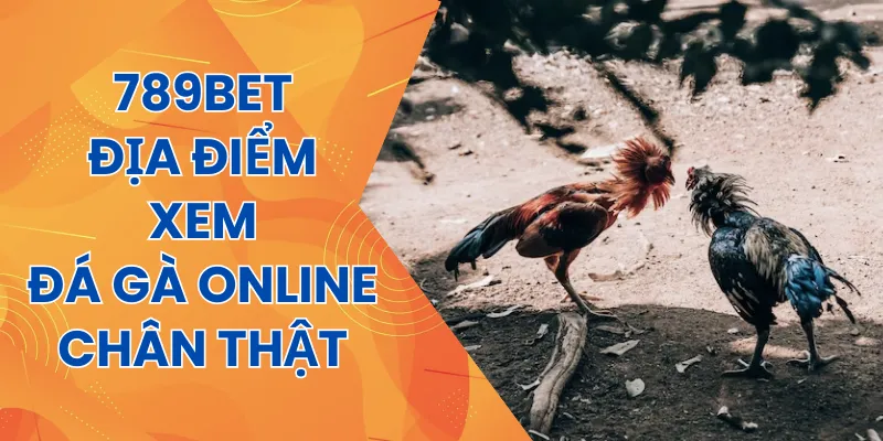 Nên xem đá gà ở đâu?