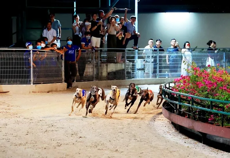 Đua chó Vũng Tàu diễn ra vào tối thứ 6 và thứ 7 hàng tuần
