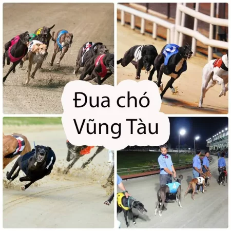 Đua chó vũng tàu mấy giờ thứ mấy – Thông tin về trường đua