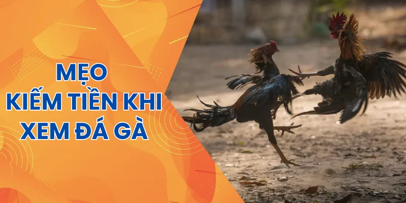 Kiếm tiền khi xem đá gà