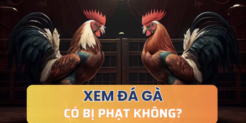 Giải đáp: Xem đá gà có bị phạt không